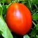 Roma Long Tomato Seed 40 Seeds