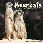 Meerkats 2010 Wall Calendar