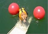 Pet Product PS-560 PetStep Flotation Kit