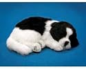 Perfect Petzzz Border Collie Puppy