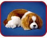 King Charles Cavalier Spaniel