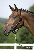United Sportproducts Germany USG  2837 Lederhalfter, schwarz mit grau / schwarzer Strickei Preisvergleich