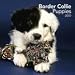 Border Collie Puppies 2010 Wall Calendar