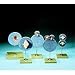 Somso Meiosis Model Set