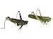 Accent Design Floral and Garden Accents Garden Friend Cricket 2 Assorted Colors