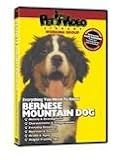 BERNESE MOUNTAIN DOG DVD! + Dog & Puppy Training Bonus