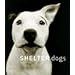 Shelter Dogs