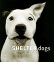 Shelter Dogs