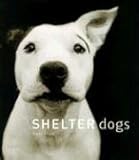 Shelter Dogs
