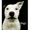 Shelter Dogs