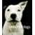 Shelter Dogs