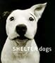Shelter Dogs Shelter Dogs