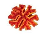 TROPICAL TREASURES ORANGE OPEN BRAIN 7x6x2.5H