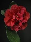 Review   / Camellia Bob Hope