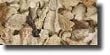 Carib Sea Seaflor Saltwater Aruba Puka Shell 18 lb