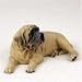 Mastiff Original Dog Figurine (4in-5in)