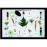 Plant Kingdom Survey