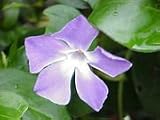 Periwinkle Herbal Tea