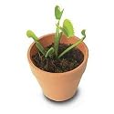 Grow Your Own Venus FlyTrap
