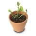 Grow Your Own Venus FlyTrap