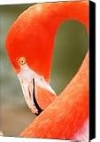 Why Is It Not Pink Canvas Print / Canvas Art - Artist Richard Henne