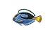 Clearly Charming Pacific Blue Tang Silver and Enamel Pin