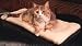 K and H Thermo Kitty Mat