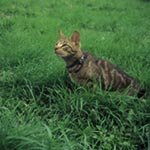 SUTTONS SEEDS: Cat Grass Seeds (700 seeds)