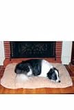 Pet Supplies : Precision Pet SnooZZY Cozy Comforter 4000 Pet Bed 35-by-22-Inch, Natural