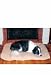 Pet Supplies : Precision Pet SnooZZY Cozy Comforter 4000 Pet Bed 35-by-22-Inch, Natural