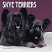 Book Dog Breeds Skye Terriers Calendar