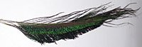 Peacock Herl and Swords Peacock Swords (6 pack) 