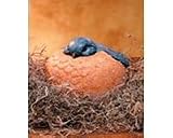 Barry/Bluebird Portly Large