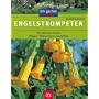 Engelstrompeten