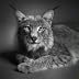 E. Shaw "Kokoschka's_cat"