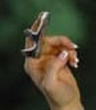 Frog Splint