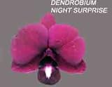 Dendrobium Night Surprise