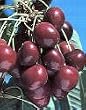 Stella Cherry Tree Five Gallon