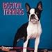 boston terrier - Dog Breeds Boston Terrier Mini Ca