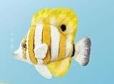 Eigenschaften Russ Berrie  / Fisch - Pinzettenfisch