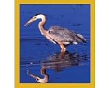 Great Blue Heron (in water) Bookmark Great Blue Heron (in water) Bookmark