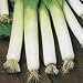 SUTTONS SEEDS: Leek Neptune (275 seeds)