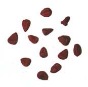 Annatto Seed by Annatto Seeds Whole