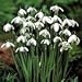GALANTHUS SNOWDROPS X 100