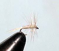 Midge Size: 20; Color: Cream
