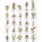 What's That Stuff? A Natural Foods Reference Guide by Reference