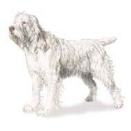 7.5cm x 5cm Acrylic Fridge Magnet-Spinone Italiano