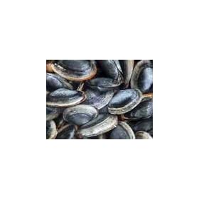 Ipswich Steamer Clams