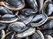 Ipswich Steamer Clams