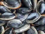 clams